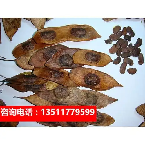 海南黄花梨种子 印度小叶紫檀种子 金丝楠木树种子 菩提种子