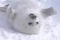 亚索海豹表情包