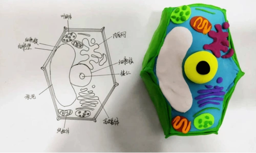 聊城二中高一年级举办生物细胞模型制作大赛