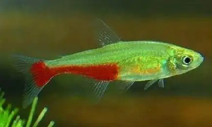 火兔灯鱼词条图册_百度百科