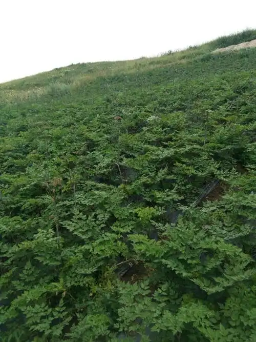 岷当归 农户自产,平台监管可追溯