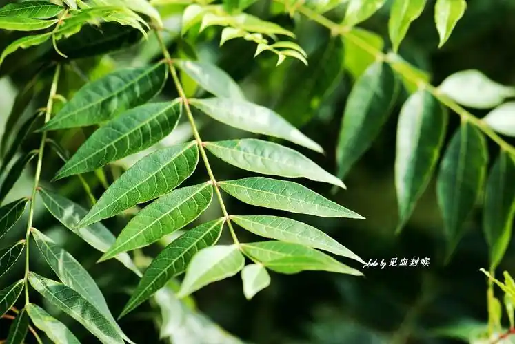p>黄连木(学名: i>pistacia chinensis /i> bunge)是漆树科,黄连木属
