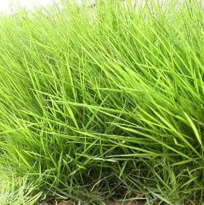 p>细叶结缕草(学名: i>zoysia tenuifolia /i>  willd. ex trin.