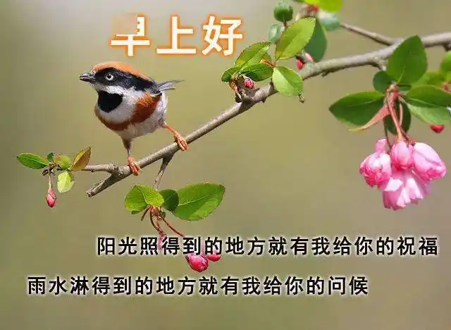 早上好最阳光的图片问候祝福语带鲜花问候早安的好句子群发