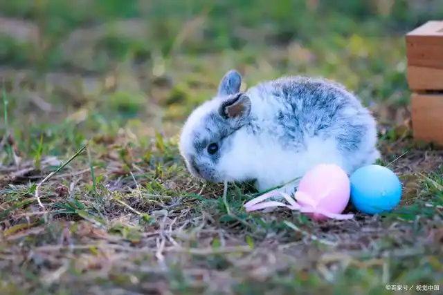 为什么这些小兔子如此可爱