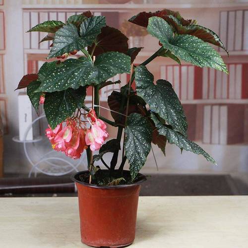 大叶斑点易活四季阳台观叶秋海棠木本绿植物好养三年竹节2颗不含盆