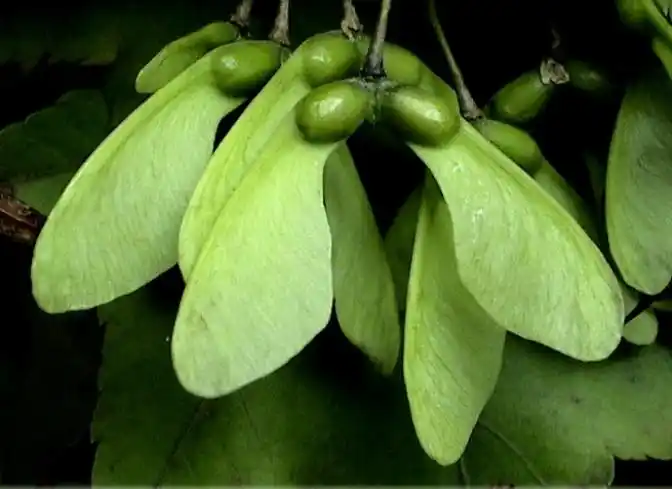 漂亮的鸡爪槭树双翅果