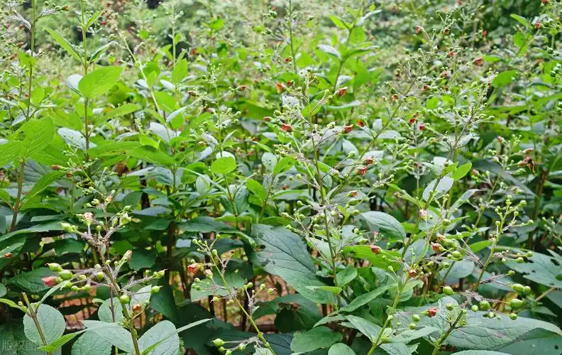 玄参的作用与功效 玄参能治什么病-春风号