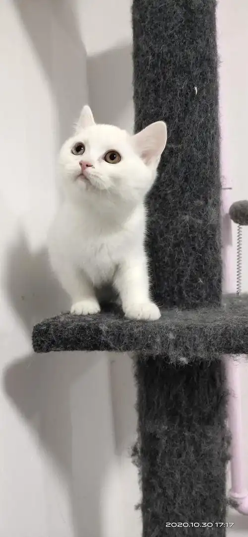 纯种纯白英短小母1300北京顺义