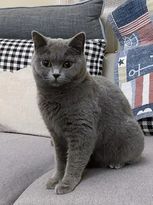 天呐没想到这只小蓝猫还挺粘人