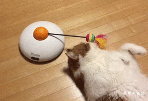 异国短毛猫把逗猫棒当成按摩器,脸和鼻子被打凹也无动于衷