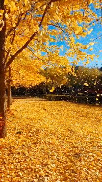 208_370gif 动态图 动图