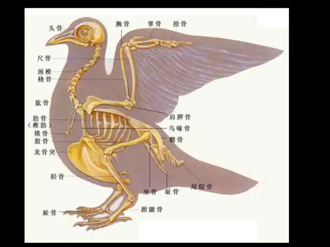 424鸟类课件13张