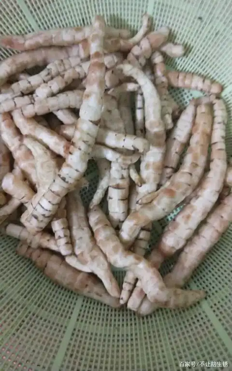 美味爽口的腌地蚕,已成为我家餐桌上的小情调了