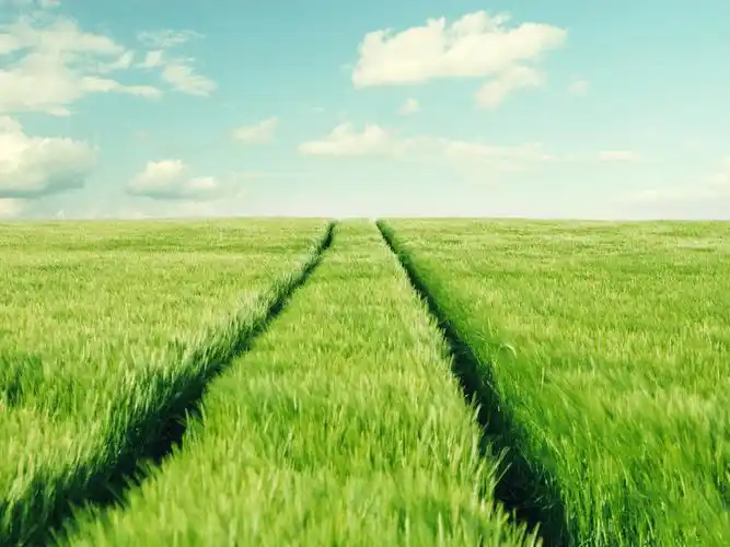 守望麦田壁纸图片