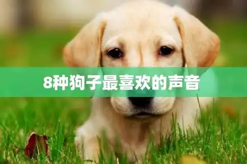 8种狗子最喜欢的声音