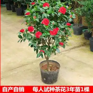 山茶花树苗盆栽大树庭院带花苞室内花卉植物四季常青耐寒红山茶