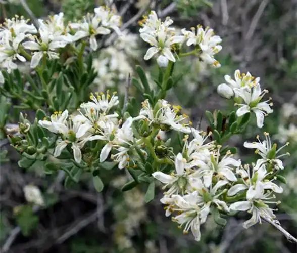 白刺对人类超级友好的小红果