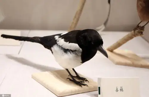 飞羽之美鸟类科学艺术展开展129件鸟类标本展出