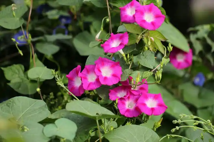 花朵,牵牛花,喇叭花,朝颜,碗公花,牵牛,植物花卉千姿百态的牵牛花图片