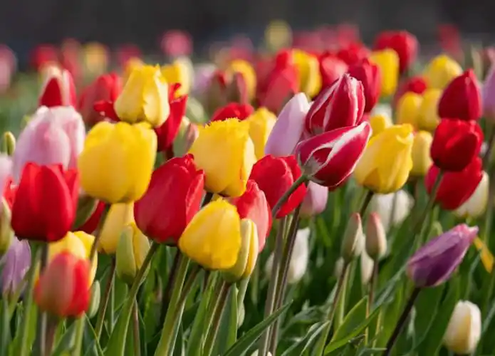 农场种植着不同品种,不同花期的郁金香,所以每周去都能看到盛放的景色