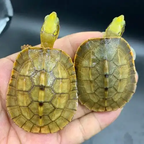 金钱龟苗要怎么样才能分出公母?