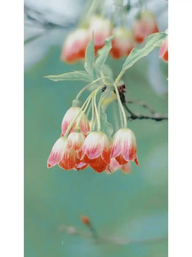 灯笼树enkianthus chinensis 杜鹃花科 | 吊钟花属