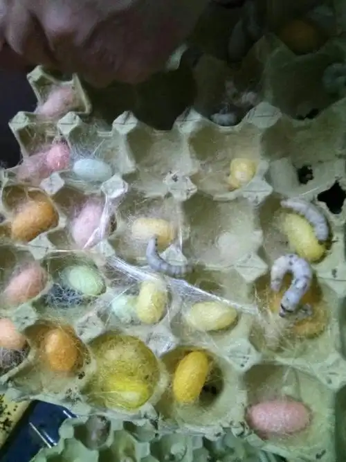 蚕的一生 写美篇绿色蚕蛹 蚕蛹准备吐娥 雌娥产卵后死亡,这就是蚕的