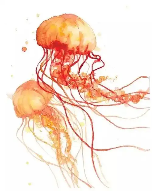 水彩加水母,完美