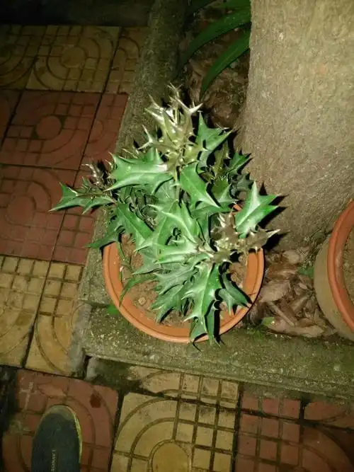 老虎刺盆栽,有什么好处,有买的吗?