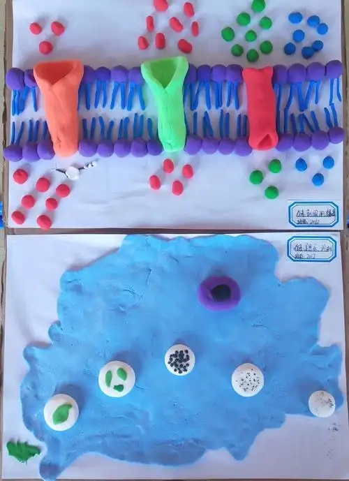 制作生物模型,提高学习兴趣,培养生物学科核心素养——桂阳县甘甜中学