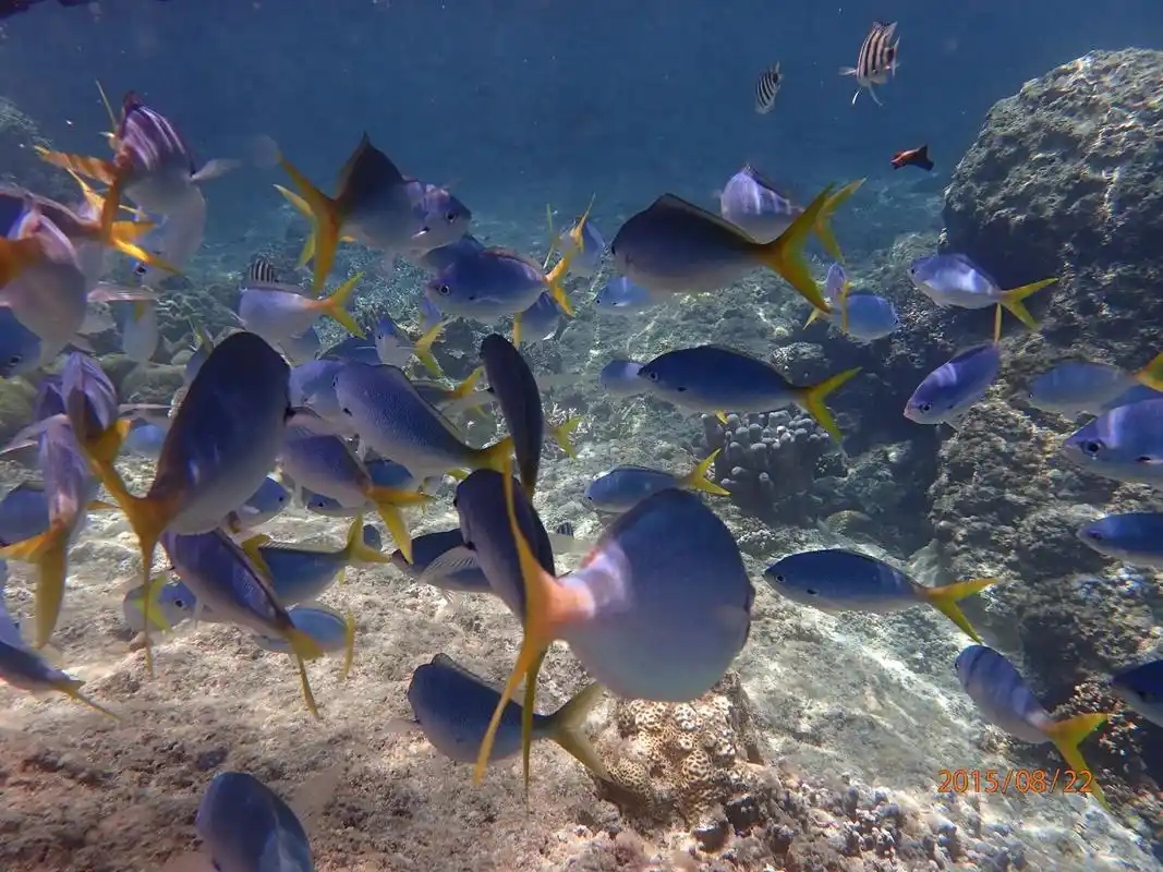 美丽的海底世界～帕劳 本人最得意的海底摄影作品 - 抖音