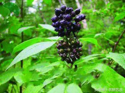 农村中草药图谱156