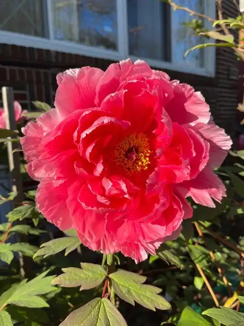 牡丹花开国色天香春天的味道