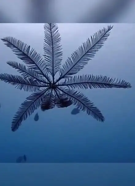像植物又像羽毛——海羽星