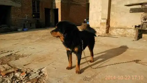 请大神们帮忙看看这是土狗还是藏獒,毛怎么这么短,跟别家的不一样