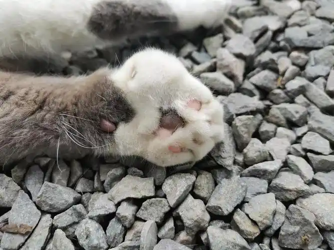 折耳猫的畸形脚