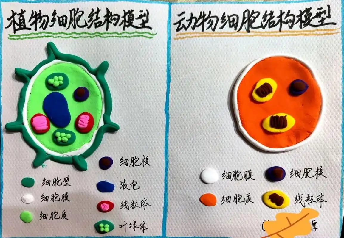 帮初一的老弟做的植物细胞模型和动物细胞模型 整整捏了我两小时呀