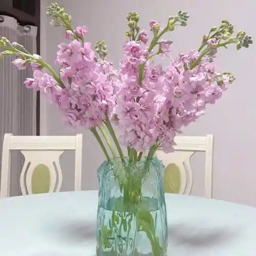 鲜花云南直发紫罗兰鲜花花束多色可选家庭办公室婚礼顺丰速运包邮