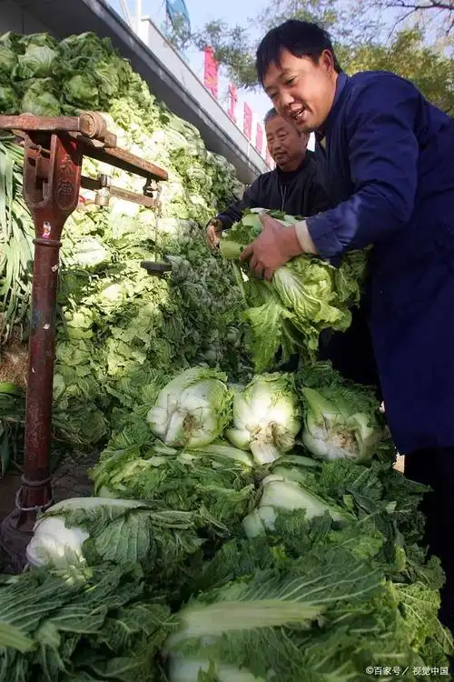 大白菜为什么可以埋进土坑里?