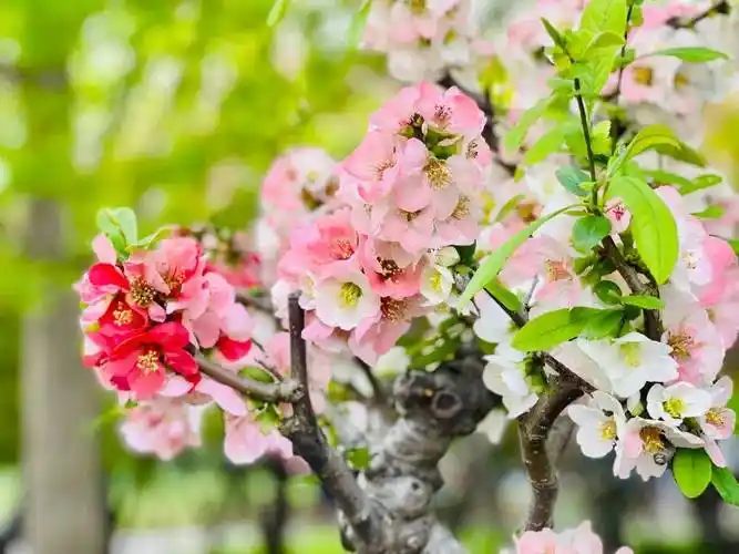 迎来盛花期北京绝美海棠花海都去哪儿看除了元大都还有