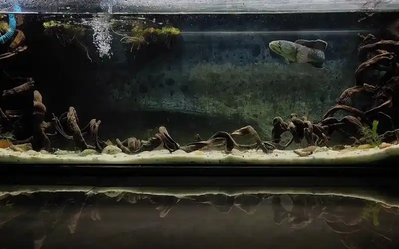 可遇不可求的沉木配上帅气的雷龙这缸造景你给几分