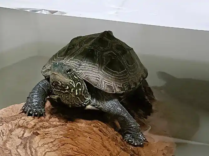 老大真的是越养越好看啊#乌龟  #龟  #养龟  #养龟日记  #草龟