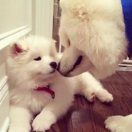 一对超可爱的萨摩耶兄弟,这画面简直萌死人了!