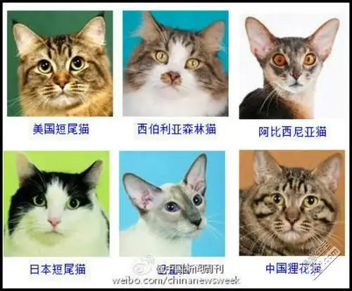 猫咪大全,原来猫有这多种