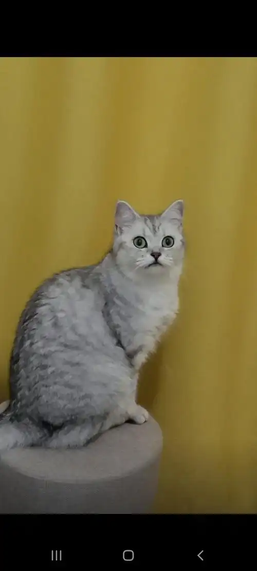 杭州银渐层母猫找男朋友