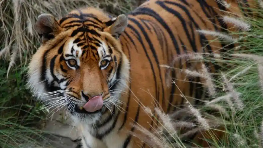 百兽之王老虎高清桌面壁纸