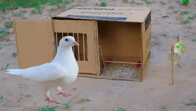 男孩野外自制陷阱捕鸽子镜头记录全过程捕猎方式让人眼前一亮