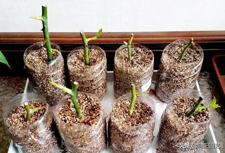 月季扦插月季花扦插时间和方法