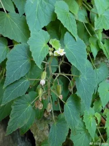 毛海棠 begonia wallichiana, 秋海棠科秋海棠属.